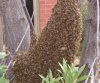 Bees2.jpg